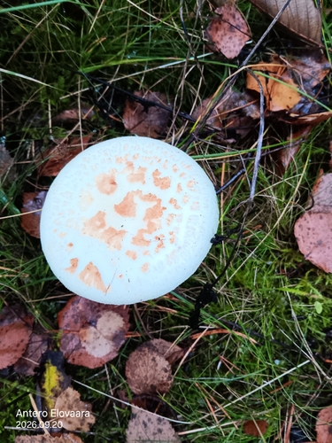 False Death-cap