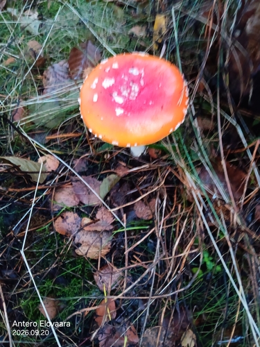 Fly Agaric