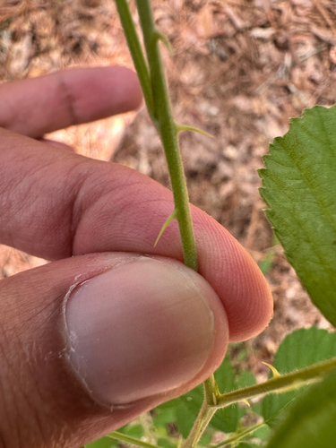 Rubus cuneifolius, photograph 3