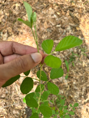Rubus cuneifolius
