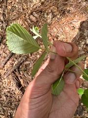 (c) Ashwin Srinivasan, some rights reserved (CC BY) Rubus cuneifolius, photograph (c) Ashwin Srinivasan, some rights reserved (CC BY)