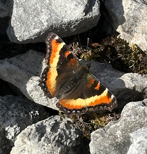 Milbert's Tortoiseshell
