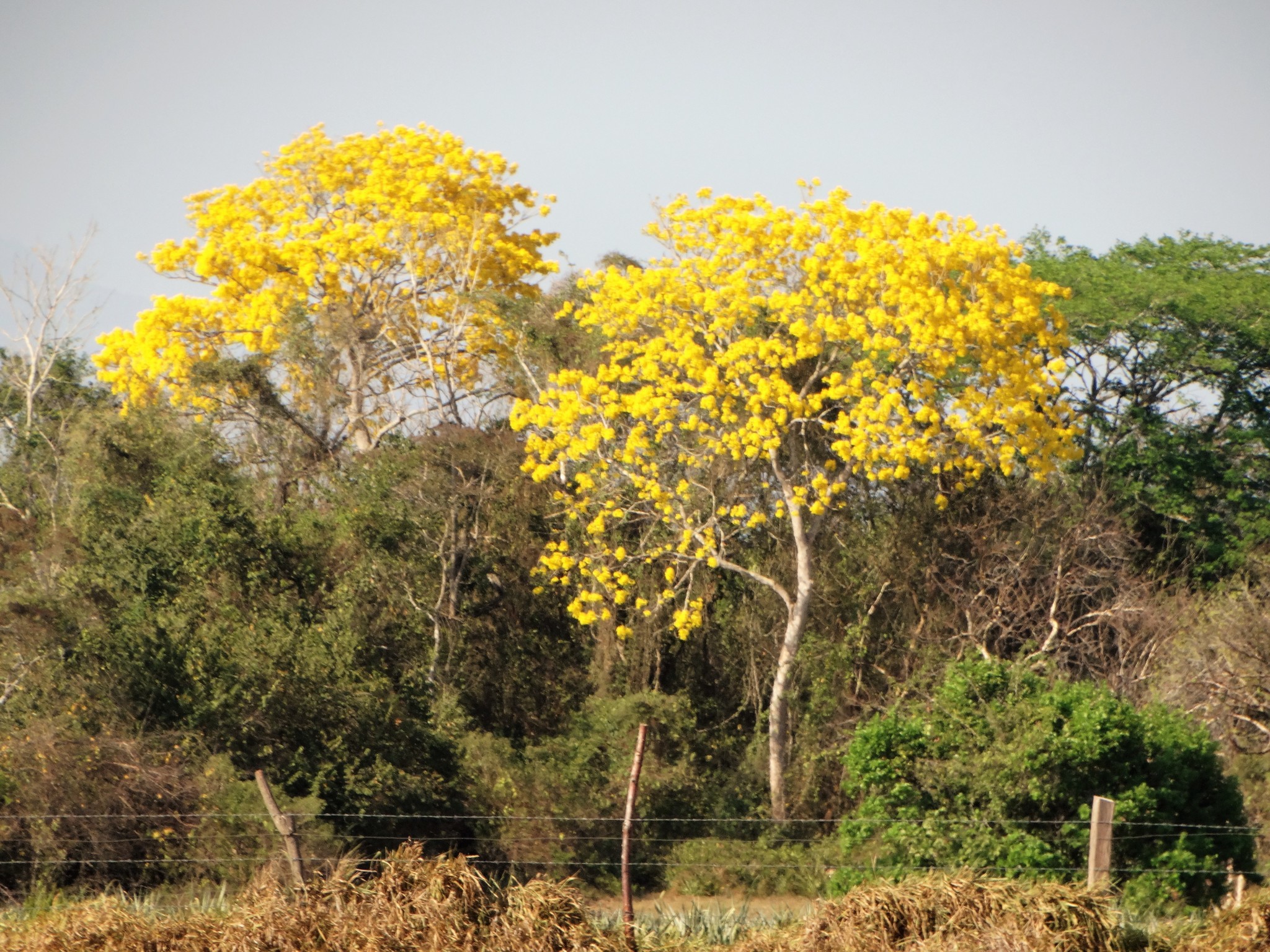 Handroanthus