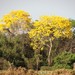 Handroanthus - Photo (c) Carlos Galindo-Leal, some rights reserved (CC BY-NC), uploaded by Carlos Galindo-Leal