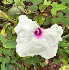 Ipomoea pandurata