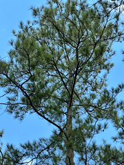 (c) Ashwin Srinivasan, some rights reserved (CC BY) Pinus taeda, photograph (c) Ashwin Srinivasan, some rights reserved (CC BY)