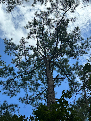 Pinus taeda, photograph 2