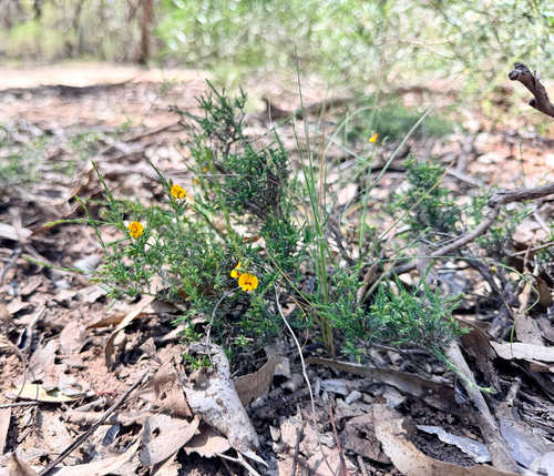 common eutaxia