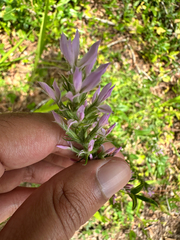 Liatris elegans