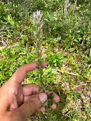 Liatris elegans, photograph (c) Ashwin Srinivasan, some rights reserved (CC BY)