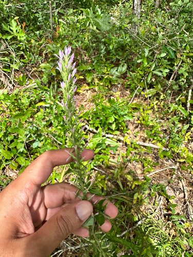Liatris elegans, photograph 3