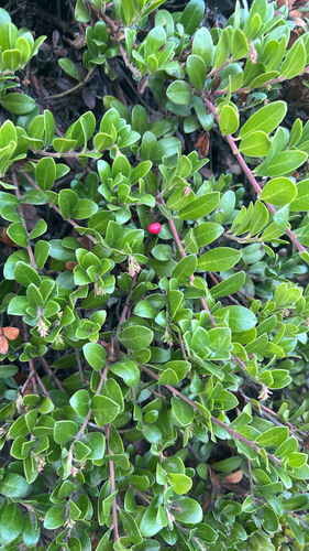 bearberry