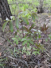Sambucus racemosa
