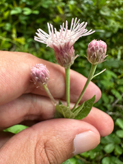 Brickellia cordifolia
