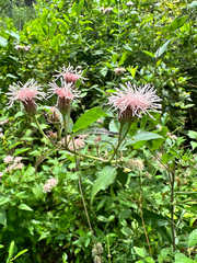 Brickellia cordifolia, photograph (c) Ashwin Srinivasan, some rights reserved (CC BY)