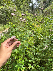 Brickellia cordifolia, photograph (c) Ashwin Srinivasan, some rights reserved (CC BY)