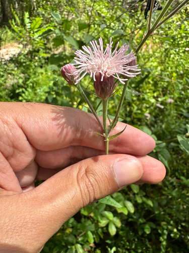 Brickellia cordifolia, photograph 5