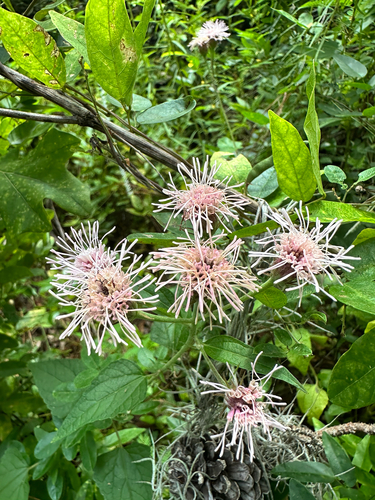 Brickellia cordifolia, photograph 2
