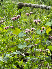 Brickellia cordifolia, photograph (c) Ashwin Srinivasan, some rights reserved (CC BY)