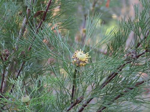 Isopogon anethifolius, photograph 4