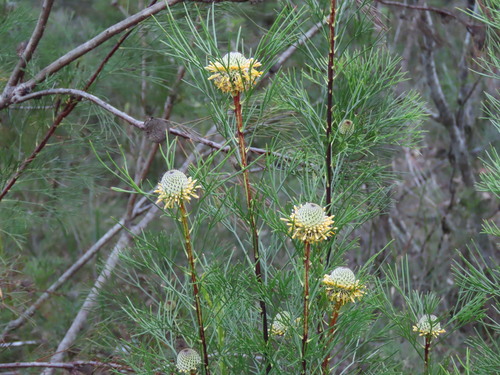 Isopogon anethifolius, photograph 3