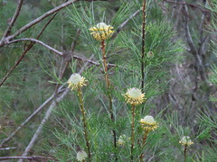 (c) ian_mcallan, some rights reserved (CC BY) Isopogon anethifolius, photograph (c) ian_mcallan, some rights reserved (CC BY)