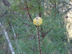 (c) ian_mcallan, some rights reserved (CC BY) Isopogon anethifolius, photograph (c) ian_mcallan, some rights reserved (CC BY)