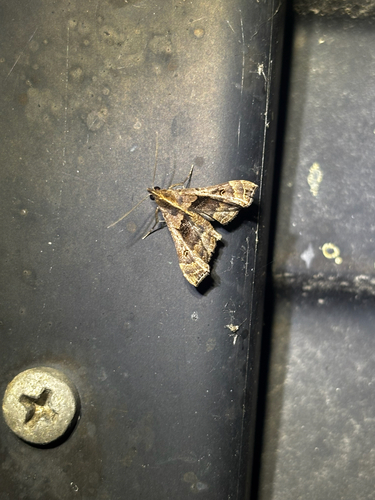Faint-spotted Palthis Moth