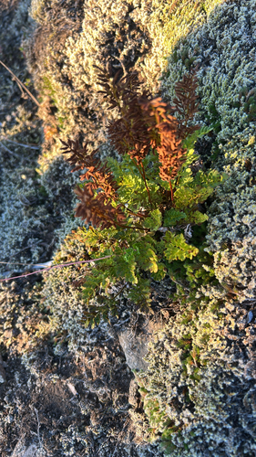 American parsley fern