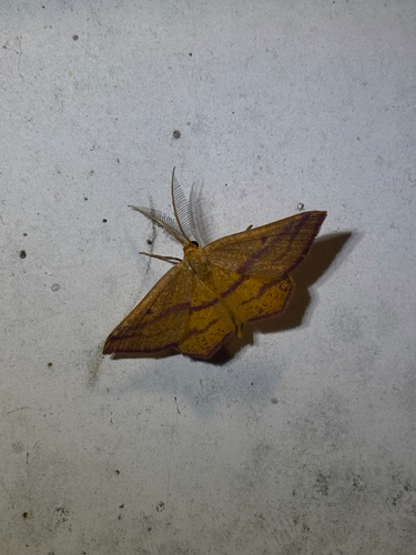 Chickweed Geometer Moth