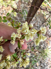 Eriogonum tomentosum, photograph (c) Ashwin Srinivasan, some rights reserved (CC BY)