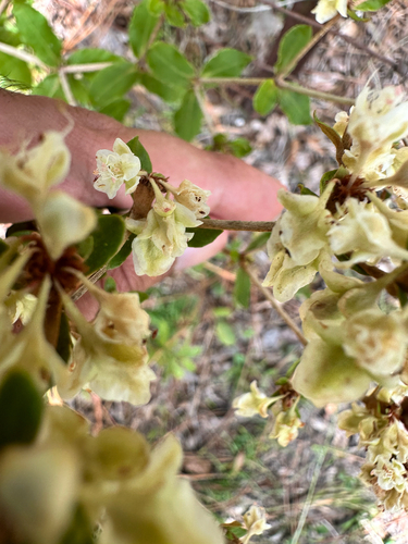 Eriogonum tomentosum, photograph 6