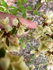 Eriogonum tomentosum, photograph (c) Ashwin Srinivasan, some rights reserved (CC BY)