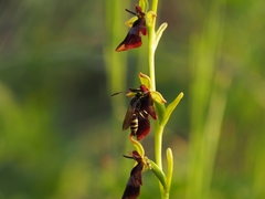Ophrys insectifera