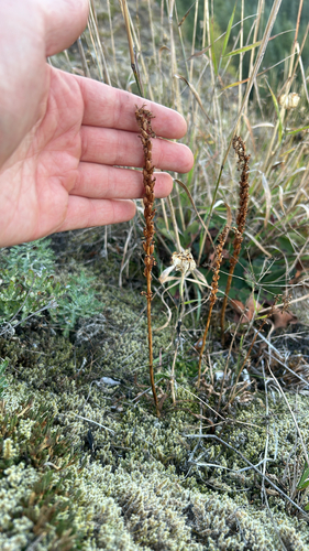 Western Rattlesnake Plantain