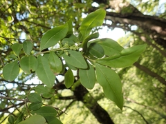 Ligustrum tschonoskii