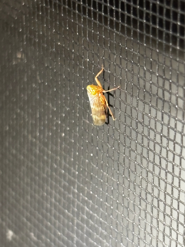Coppery Leafhopper