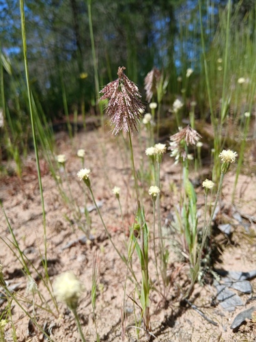 Lamarckia aurea, photograph 6