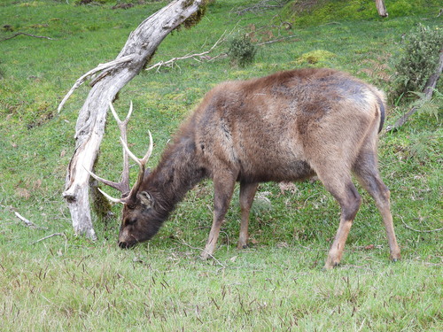South Asian sambar deer