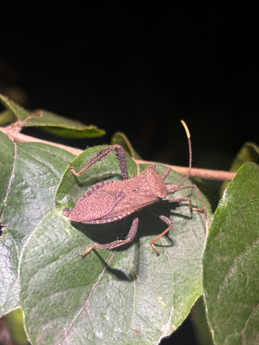 Acanthocephala terminalis