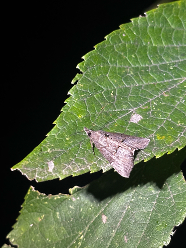 Green Cloverworm Moth