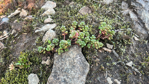 Oregon Stonecrop