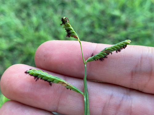 Paspalum jesuiticum observed 2026-09-19