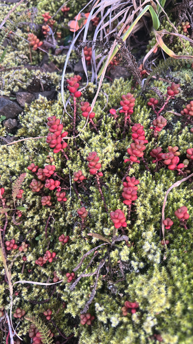 Pacific stonecrop