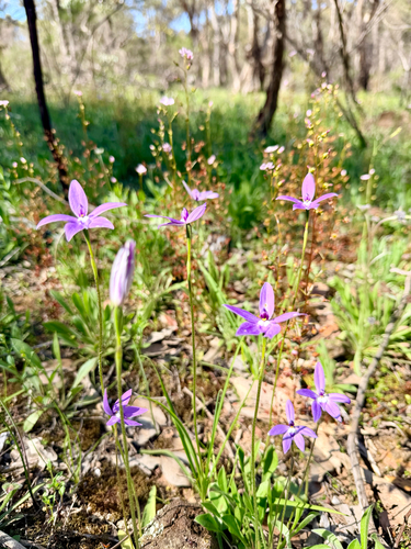Waxlip Orchid