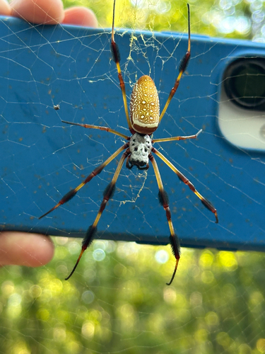 Golden Silk Spider