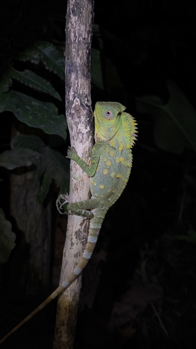 Gonocephalus chamaeleontinus observed 2026-09-19