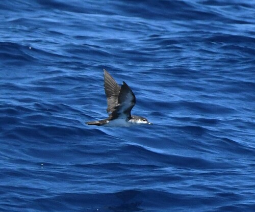 Puffinus lherminieri observed 2026-09-19