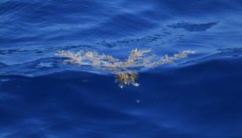 Sargassum fluitans observed 2026-09-19