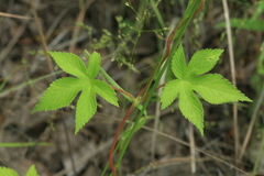 Humulus scandens